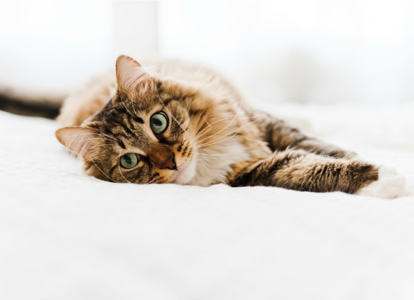 anti seizure meds for cats