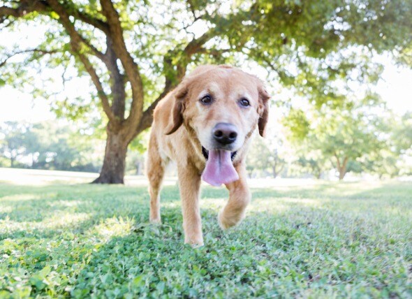 9 Reasons Why Your Dog Is Losing Weight | PetMD