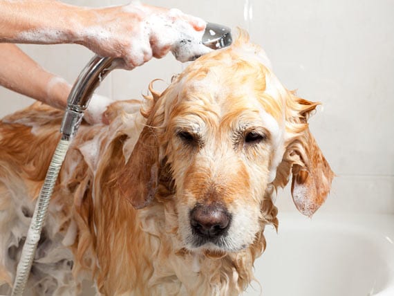 To Shampoo or Not to Shampoo Your Dog? That Is the Question | PetMD