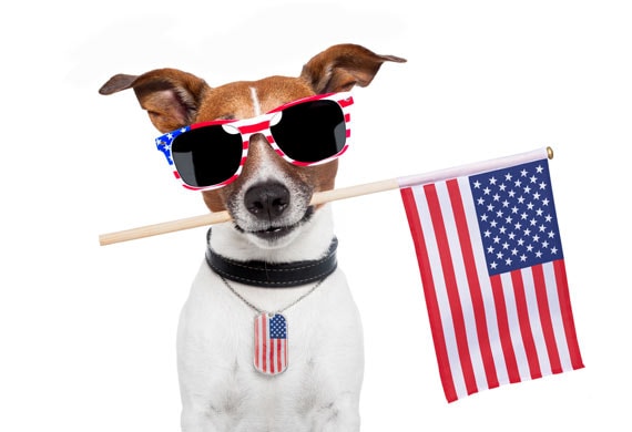 Image result for 4th of july fireworks animals