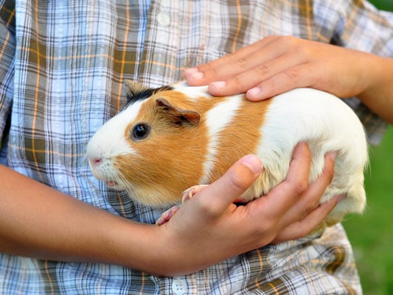 why do guinea pigs make good pets