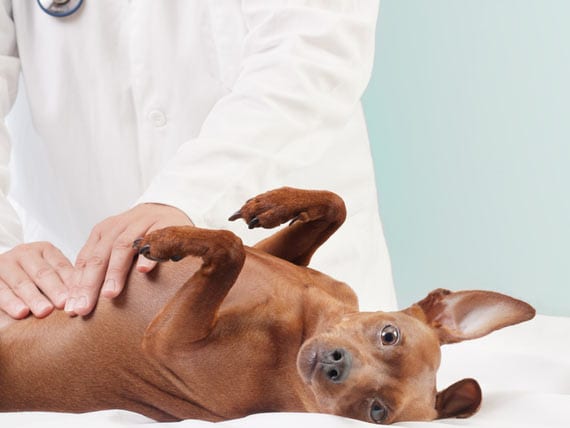 What is Preventive Care for Pets? | PetMD