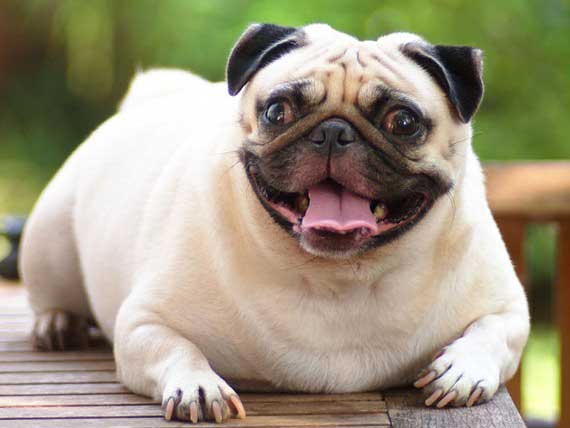 Pet obesity in Pug dog
