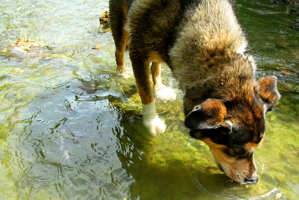 Water Intoxication in Dogs: Can Dogs Drink Too Much Water?