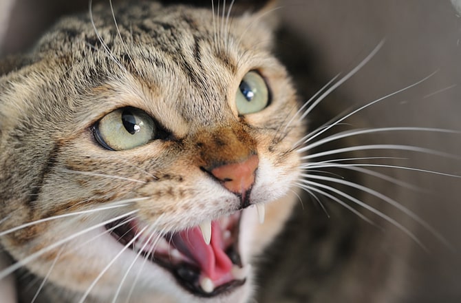 8 Cat Sounds and What They Mean | PetMD