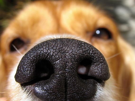 Research Shows Dogs Prefer Scent Of Owners Above All Others Petmd