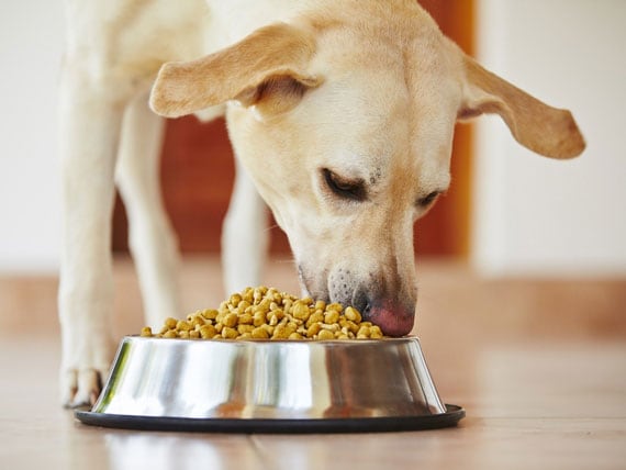 How to Treat Hyperlipidemia in Dogs
