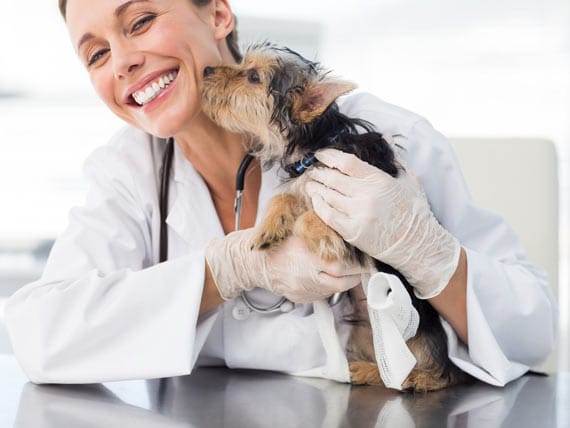 The Most Difficult Veterinary Lessons | PetMD