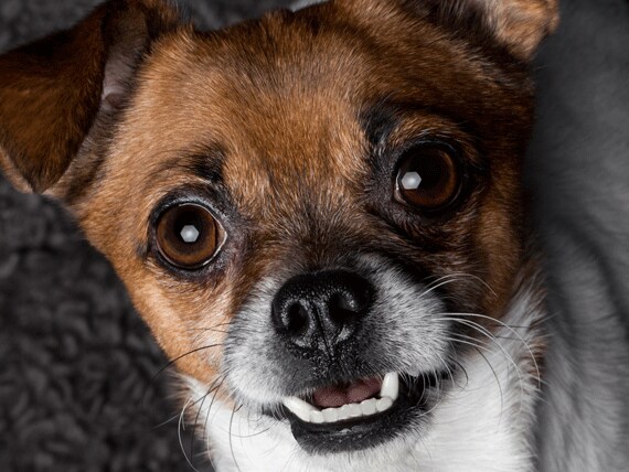 What is Cherry Eye? Which Dog Breed is at Risk for Cherry Eye? PetMD