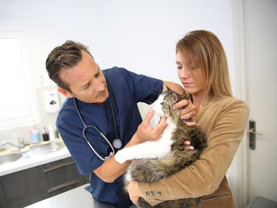 Feline Herpes Virus: Bad News for a Popular Treatment