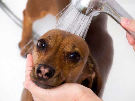 can i use human shampoo for my dog