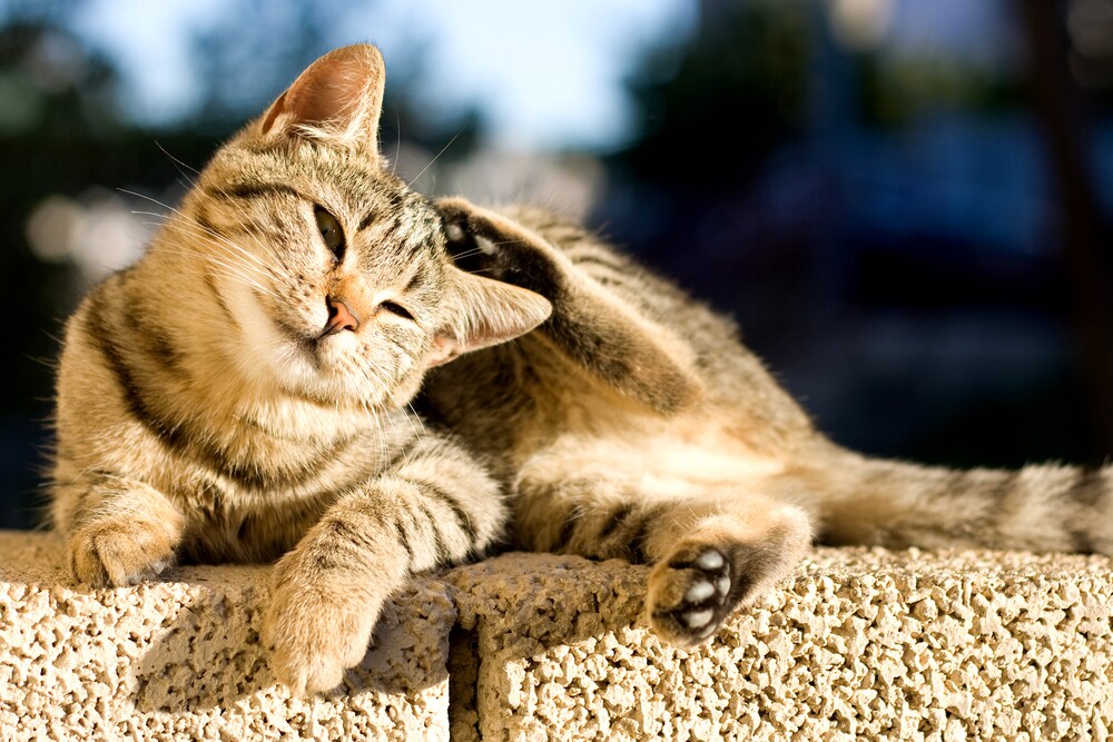 My cat is scratching…what gives? | PetMD