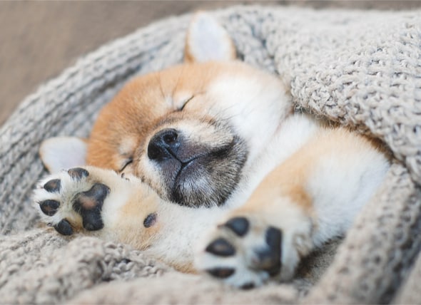 Your New Puppy The Ultimate Puppy Sleeping Guide