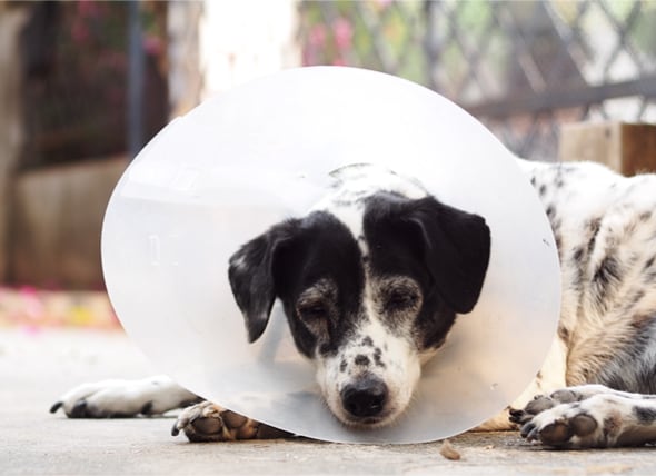 How to Care for Your Pet After Surgery