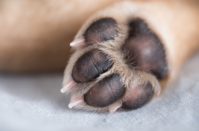 dog paw raw from pavement