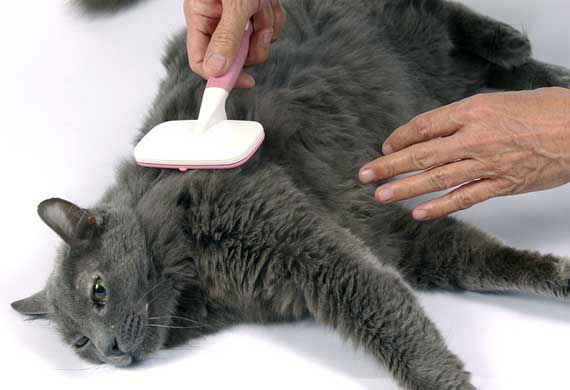 combing cat