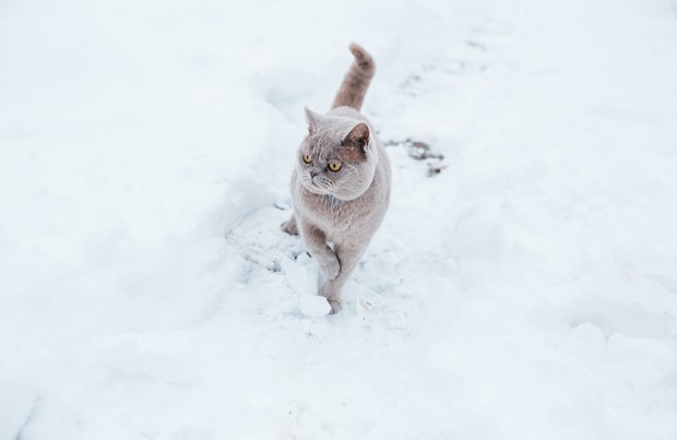 Cat Cold Weather Mistakes to Avoid | petMD