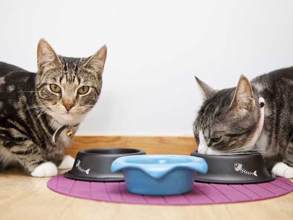 Research Suggests Low Iodine Diets are Safe for Healthy Cats | PetMD