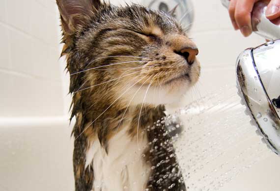 8 Ways to Naturally Treat Fleas on Cats PetMD