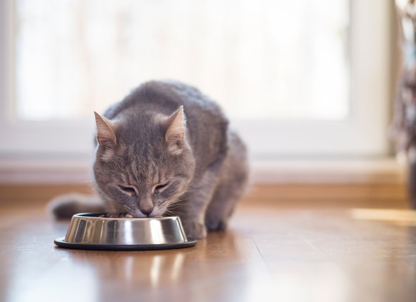 raw cat food for kidney disease