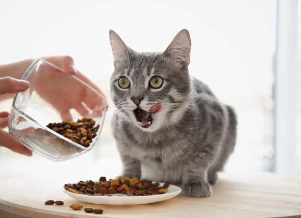 How Much Should I Feed My Cat?