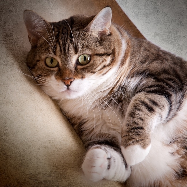 Does Spaying and Neutering Make Cats Fat Nutrition Nuggets Cat PetMD
