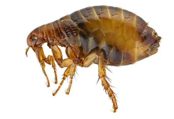 6 Most Common Fleas that Affect Dogs and Cats PetMD