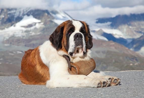 Five Fun Facts About the St. Bernard | PetMD