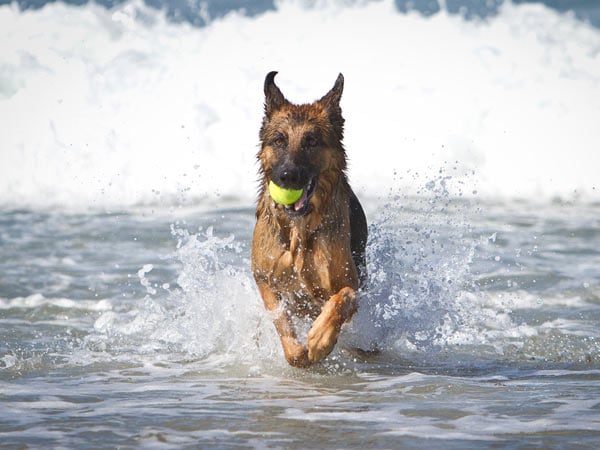 salt water poisoning in dog, dog at beach, dog at ocean, dog playing at beach, beach dangers for dogs