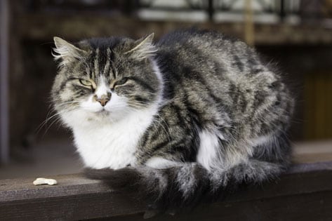 Defining Senior Age in Cats | PetMD