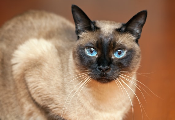 cats with blue eyes and grey fur