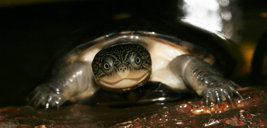sideneck turtle, african mud turtle, helmeted turtle