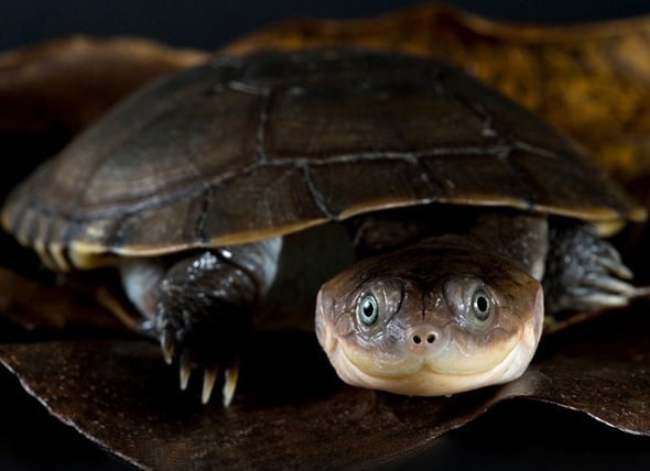 African Sideneck Turtle - Pelusios castaneus Reptile Breed Hypoallergenic,  Health and Life Span | PetMD
