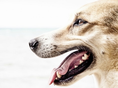 5 Signs Of Gum Disease In Dogs