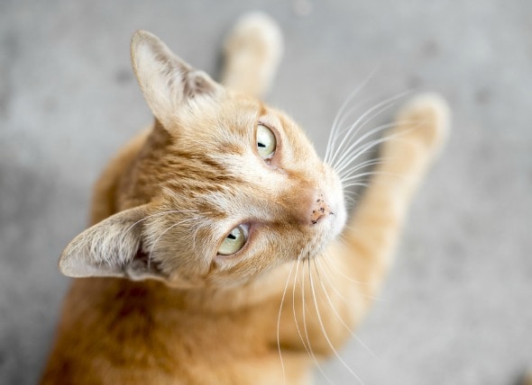 Skin Bumps Papulonodular Dermatoses Cats Petmd