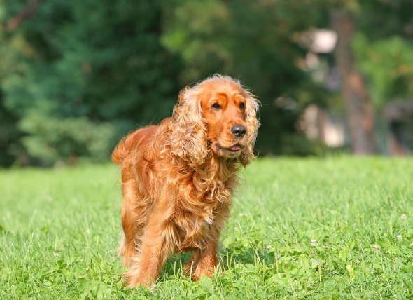 Skin Cancer (Mucocutaneous Plasmacytoma) in Dogs | petMD
