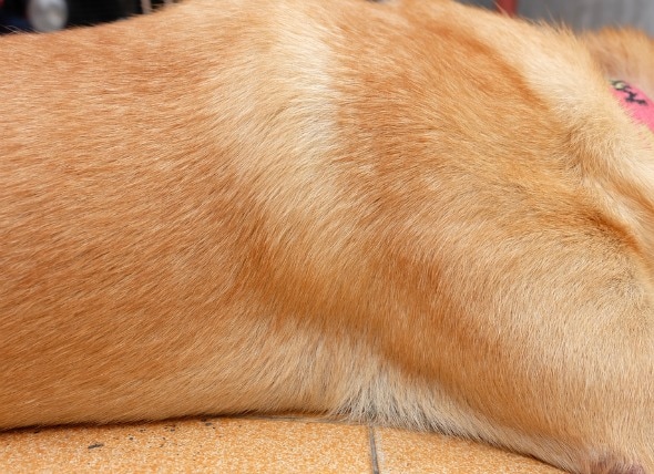 Skin Disease (Canine Seborrhea) in Dogs | petMD