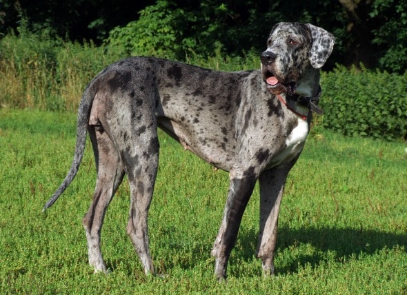 great dane skin problems treatment