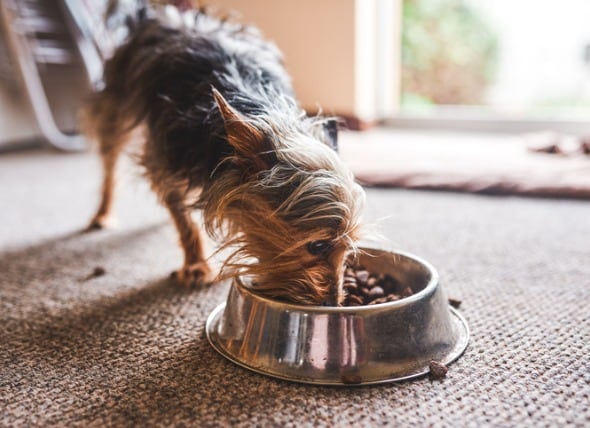 dog food without taurine