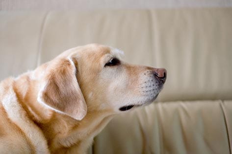 Does Your Dog Smell Like… Dog? | PetMD