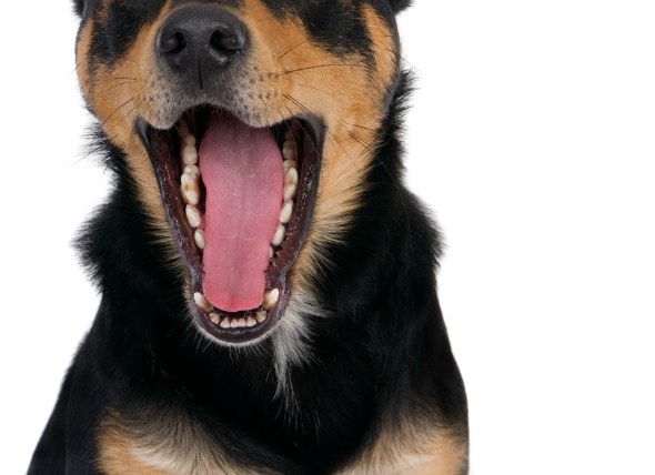 Inflammation Of The Soft Tissues In The Mouth In Dogs Petmd