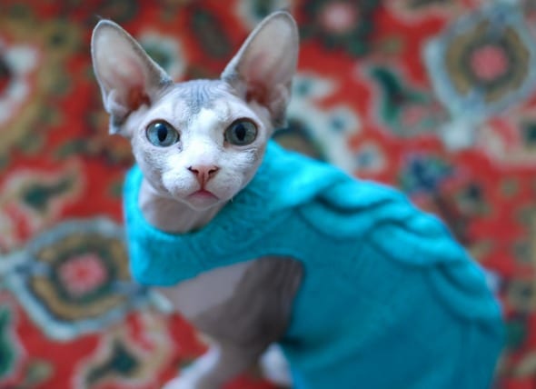 hairless cat with sweater