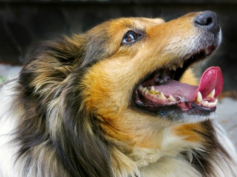 Chihuahua Teeth Chart