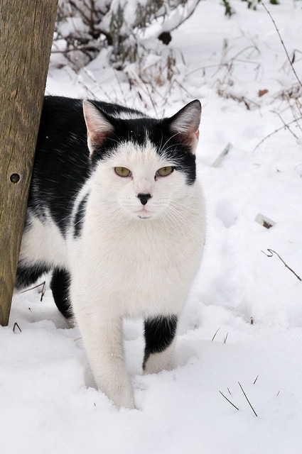 Homemade Cat Shelter for Your Pets & For Strays