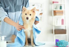 6 Dog Grooming Secrets Your Groomer Wishes You Knew