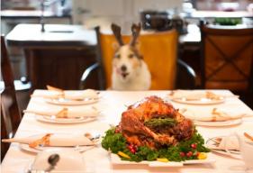 7 Safe and Healthy Human Foods for Dogs That You Can Serve for the Holidays