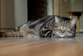 10 Common Household Hazards for Cats