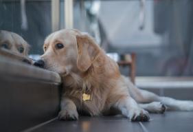 Dog Depression: Signs, Causes, and Treatment