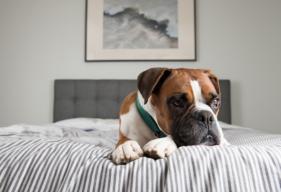 10 Pet Safety Tips For When Your Dog is Home Alone