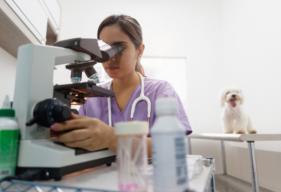Should You Enroll Your Pet in a Clinical Trial?